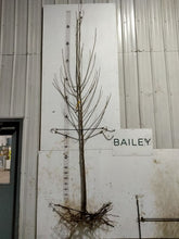 Load image into Gallery viewer, Robusta Poplar-Bare Root 1 1/4&quot;
