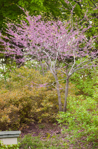 Redbud, MN Strain - Bare Root 6'