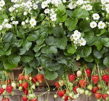 Load image into Gallery viewer, Paul Elmstrand Memorial-Strawberry Hanging Basket Fundraiser
