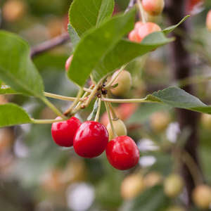 Cherry Tree- Bare Root - select variety below.