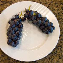 Load image into Gallery viewer, Grape Vine-Bare Root

