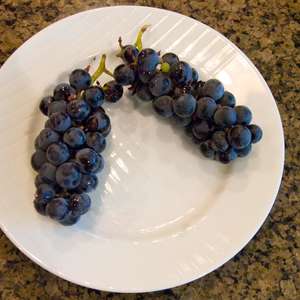 Grape Vine-Bare Root