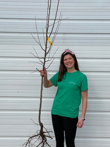 Semi Dwarf Apple Tree - Bare Root - select variety below.