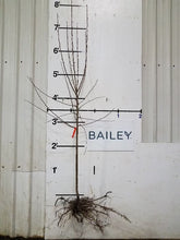 Load image into Gallery viewer, Flowering Crabapple - Gladiator 5&#39; - Bare Root
