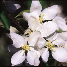 Load image into Gallery viewer, Flowering Crabapple - Dolgo 6&#39; - Bare Root
