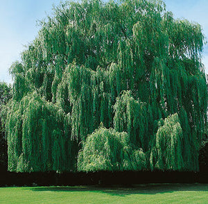 Niobe Weeping Willow 5' - Bare Root