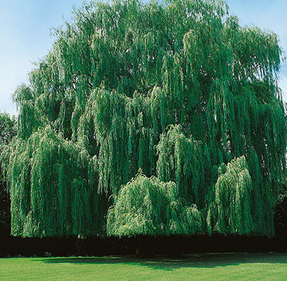 Niobe Weeping Willow 5' - Bare Root