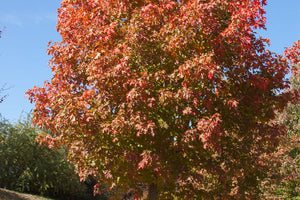 Maple- Sugar Maple 6' ht - Bare Root