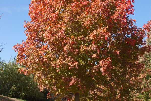 Maple- Sugar Maple 6' ht - Bare Root
