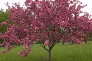 Flowering Crabapple - Adams 5' - Bare Root