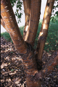 Amur Chokecherry - Bare Root 5'