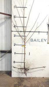 Plum Tree - Bare Root - select variety below.