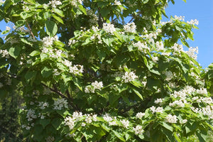 Catalpa - Bare Root 5' whip