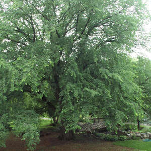 Elm-St. Croix - Bare Root