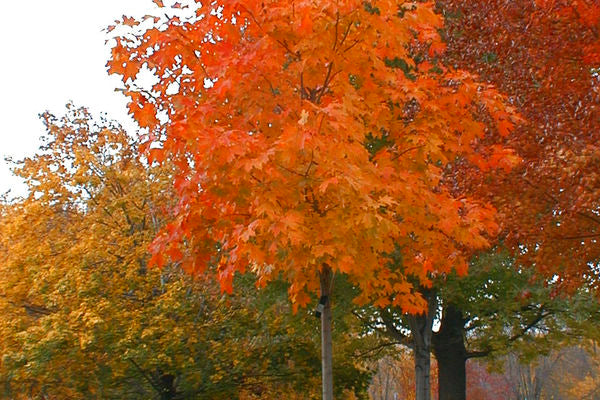 Maple - Fall Fiesta Sugar 8' - Bare Root