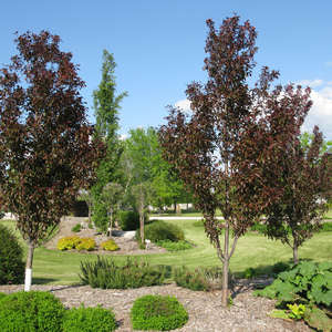 Flowering Crabapple - Gladiator 5' - Bare Root
