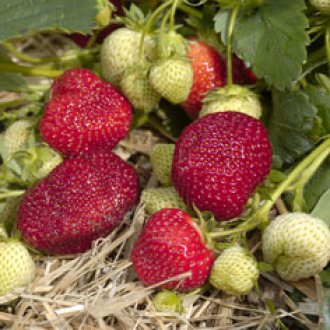 Strawberry  - Honeoye June Bearing - Bare Root