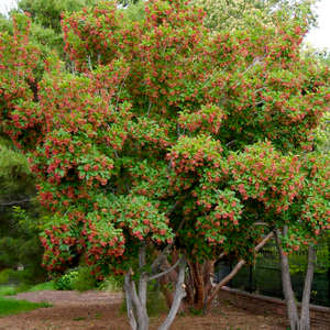 Maple- Hot Wings Tatarian 6' - Bare Root
