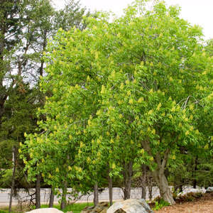 Ohio Buckeye - Bare Root 6'