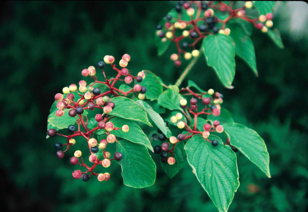 Pagoda Dogwood Tree - Bare Root 4'