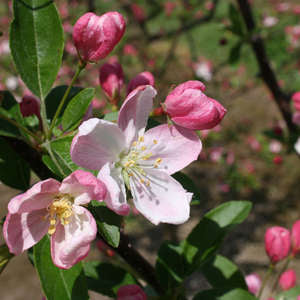 Flowering Crabapple - Pink Sparkles 5' - Bare Root