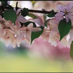 Flowering Crabapple - Pink Spires 4' - Bare Root