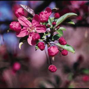 Flowering Crabapple - Prairifire 6' - Bare Root