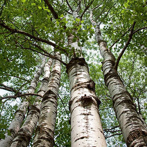 Quaking Aspen - Bare root 6'