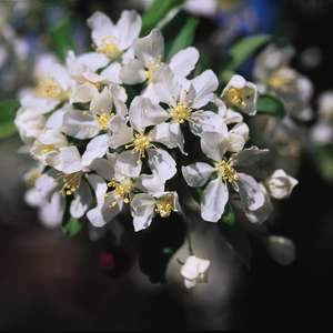 Flowering Crabapple - Red Jewel 5' - Bare Root