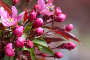 Flowering Crabapple - Red Splendor 6' - Bare Root