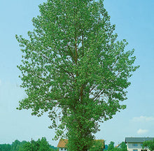 Load image into Gallery viewer, Robusta Poplar-Bare Root 1 1/4&quot;
