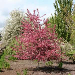 Flowering Crabapple - Royal Raindrops 6' - Bare Root