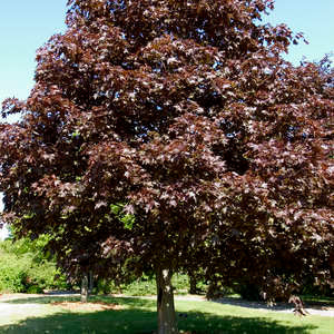 Maple- Royal Red 6' ht - Bare Root