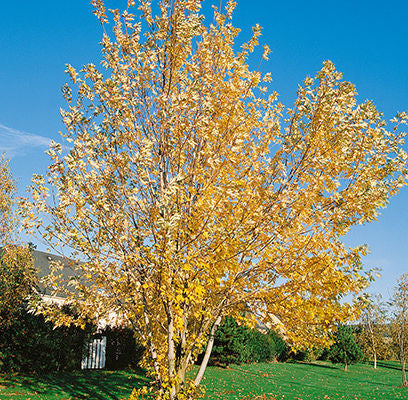 Maple- Silver Queen 6'- Bare Root