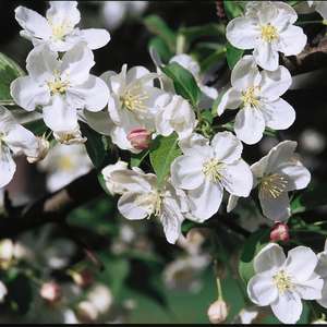 Flowering Crabapple - Snowdrift 5' - Bare Root