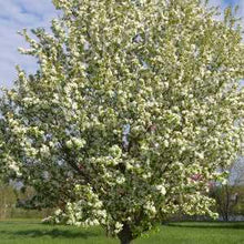 Load image into Gallery viewer, Flowering Crabapple - Spring Snow 5&#39; - Bare Root
