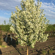 Load image into Gallery viewer, Flowering Crabapple - Starlite 6&#39; - Bare Root
