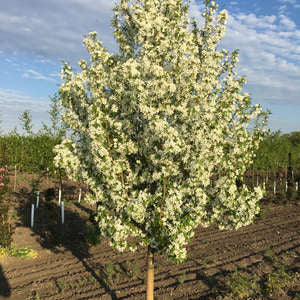 Flowering Crabapple - Starlite 6' - Bare Root