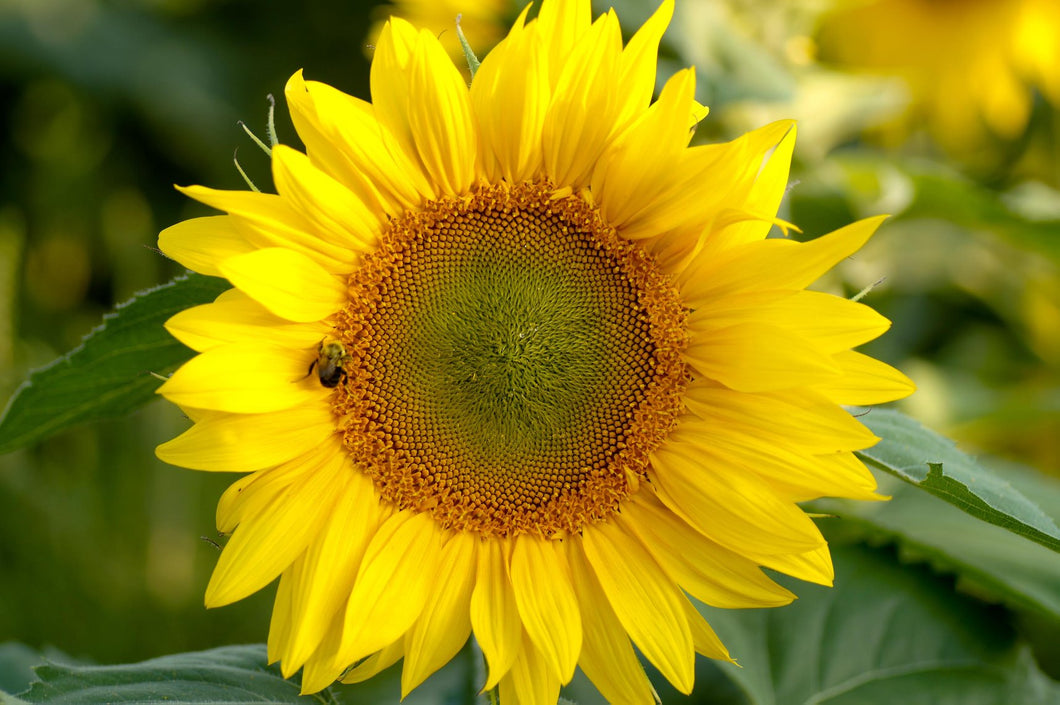 1 Sunflower Admission -After Hours